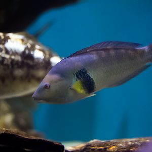 Rock Wrasse
