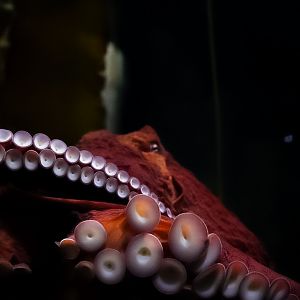 Giant Pacific Octopus
