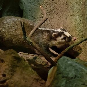 Javan ferret-badger (Melogale orientalis) - 09/22