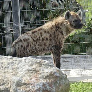 Spotted hyena
