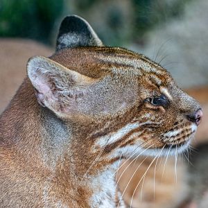 The Asian golden cat (Catopuma temminckii)