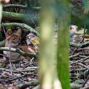 dhole (Cuon alpinus)