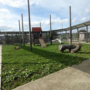 Leopard enclosure
