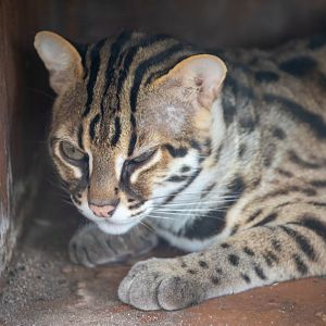 leopard cat (Prionailurus bengalensis)