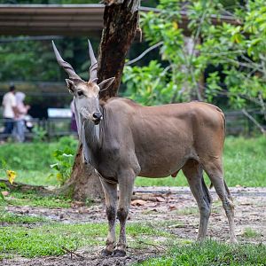 common eland (Taurotragus oryx)
