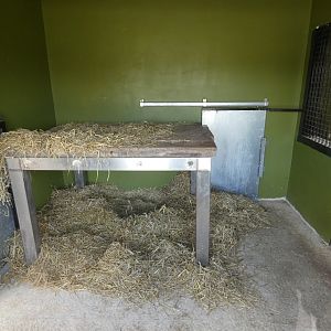 Leopard indoor enclosure