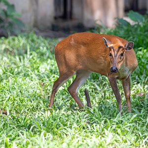 southern red muntjac (Muntiacus muntjak)