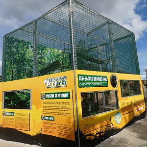 Red-backed bearded saki monkey enclosure