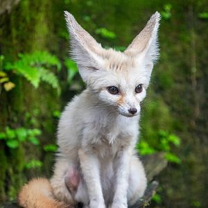 fennec fox (Vulpes zerda)