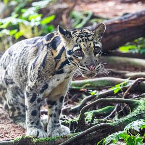 clouded leopard (Neofelis nebulosa)