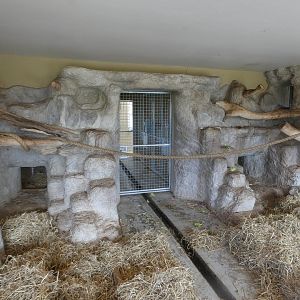 Southern pig-tailed macaque indoor enclosure