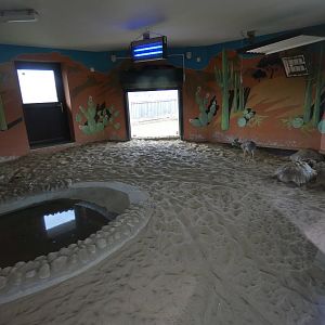 African spurred tortoise and Kirk's dik-dik enclosure