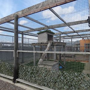 Snow leopard enclosure