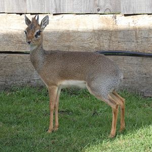Kirk's dik-dik