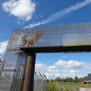 Southern pig-tailed macaque in overhead tunnel