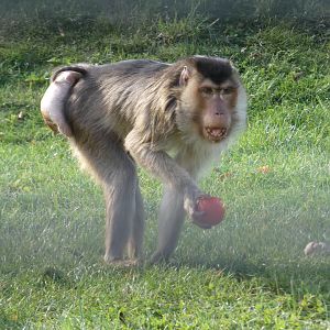 Southern pig-tailed macaque