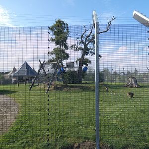 Southern pig-tailed macaque outdoor enclosure