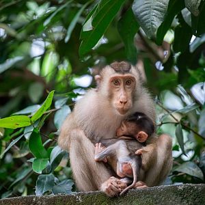 The wild Southern Pig-tailed Macaque (Macaca nemestrina)