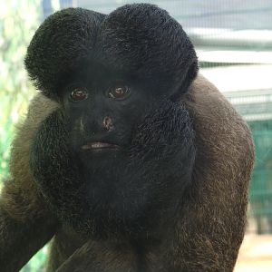 Red-backed bearded saki monkey