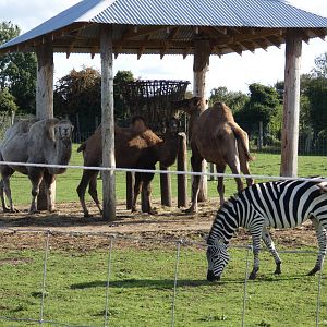 Camels and zebra