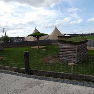 African spurred tortoise and Kirk's dik-dik outdoor enclosure