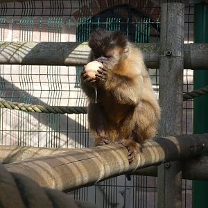 Brown capuchin