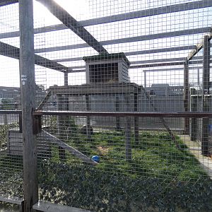 Snow leopard enclosure