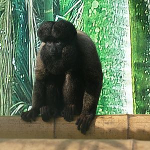 Red-backed bearded saki monkey