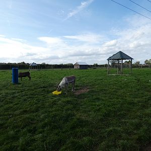 Reindeer enclosure