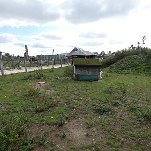 Bennett's wallaby enclosure
