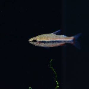 Ceara pencilfish (Nannostomus sp. "Ceara Red")