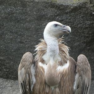 Vulture ID? - Berlin Tierpark