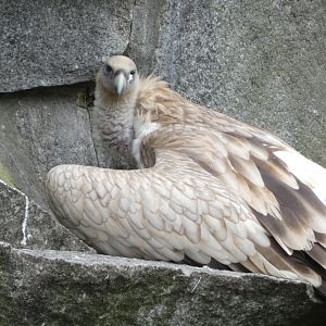 Vulture ID? - Berlin Tierpark