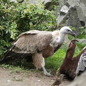 Vulture ID? - Berlin Tierpark