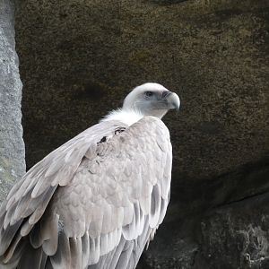 Vulture ID? - Berlin Tierpark