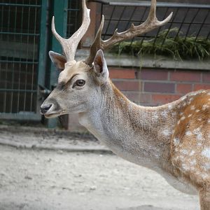 Deer ID? - Berlin Tierpark