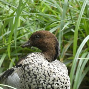 Duck ID? - Berlin Tierpark