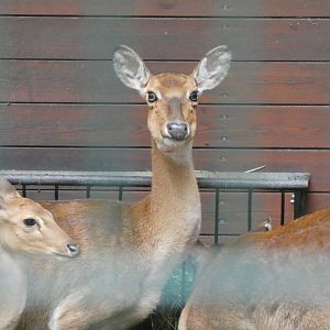 Deer ID? - Berlin Tierpark