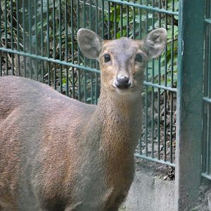Deer ID? - Berlin Tierpark