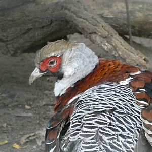 Pheasant ID? - Berlin Tierpark