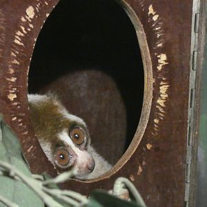 Loris ID? - Berlin Zoo