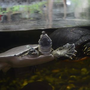Upland River - Northern Red-bellied Cooter (Pseudemys rubriventris) and Spiny Softshell (Apalone spinifera)