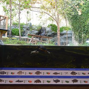 Upland River - Fish and Turtles Exhibit