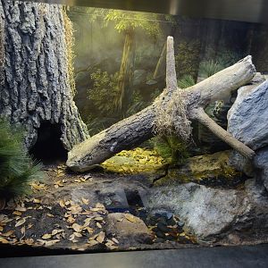 Coastal River - Snake Exhibit