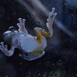 Coastal River - Gray Treefrog (Hyla versicolor)