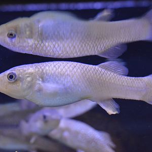 Chesapeake Bay Exhibits - Mummichog (Fundulus heteroclitus)