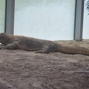 Restless Planet - Volcanic Island - Komodo Dragon (Varanus komodoensis)