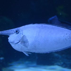 Restless Planet - Red Sea Tunnel - Paletail Unicornfish (Naso brevirostris)