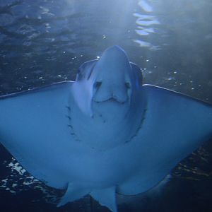 Restless Planet - Red Sea Tunnel - Spotted Eagle Ray (Aetobatus narinari)