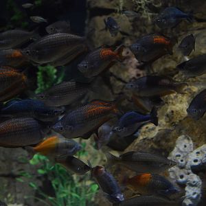 Restless Planet - Rainbowfishes